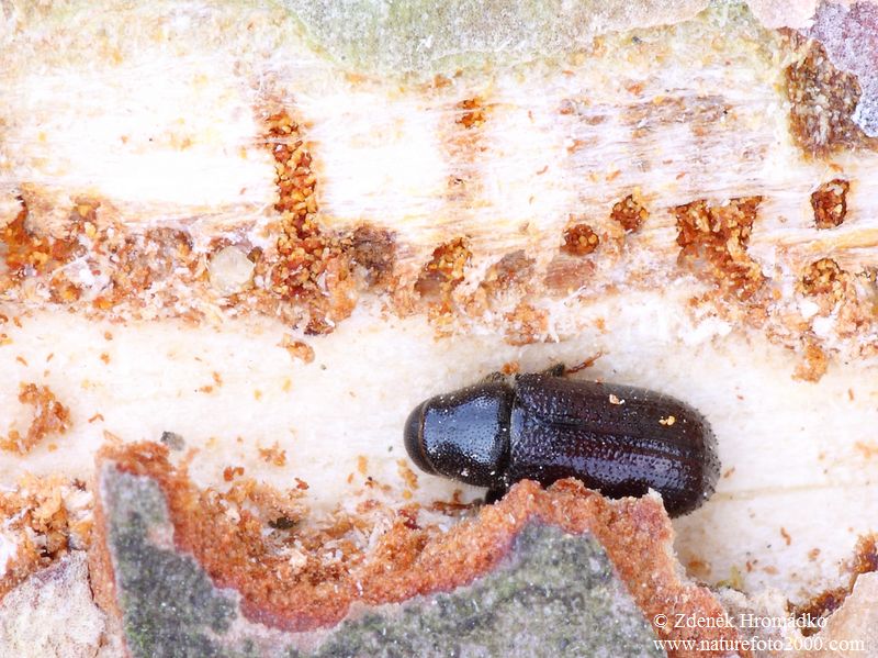 lýkohub sosnový, Tomicus piniperda (Linnaeus, 1758) (Brouci, Coleoptera)